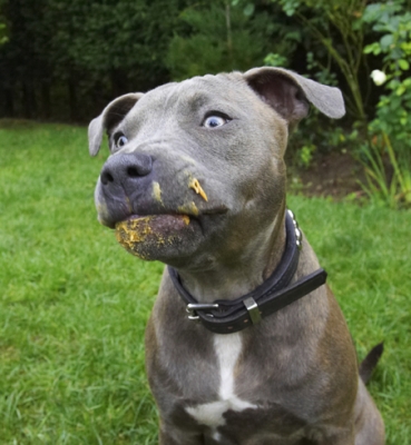 I'm in the zone
Ключові слова: Dog Dogs Domino Peanut Butter Sky Staffordshire Bull Terrier Terriers