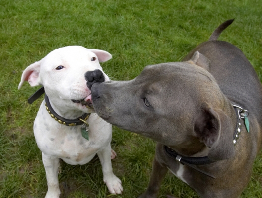 Mwah
Mots-clés: Dog Dogs Domino Sky Staffordshire Bull Terrier Terriers Tongue