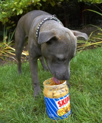 Oh, goody, got the jar to myself
Mots-clés: Dog Dogs Domino Peanut Butter Sky Staffordshire Bull Terrier Terriers