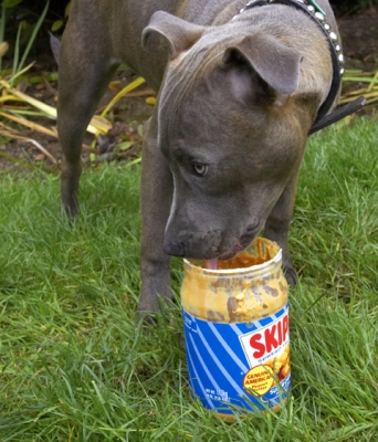 This is so yummy
Schlüsselwörter: Dog Dogs Domino Peanut Butter Sky Staffordshire Bull Terrier Terriers Tongue