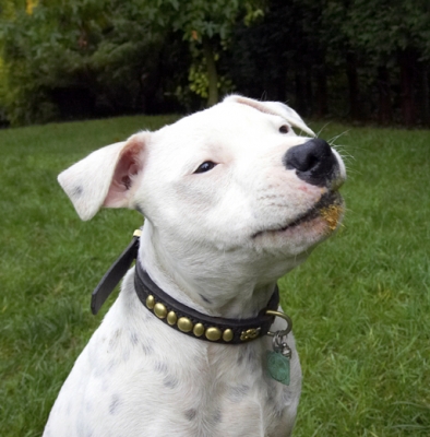 Can I have more please?
Ключові слова: Dog Dogs Domino Peanut Butter Sky Staffordshire Bull Terrier Terriers