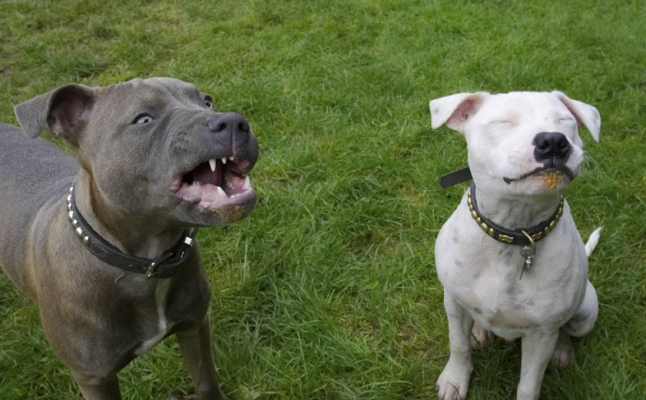 Don't shout so loud
الكلمات الإستدلالية(لتسهيل البحث): Dog Dogs Domino Peanut Butter Sky Staffordshire Bull Terrier Terriers