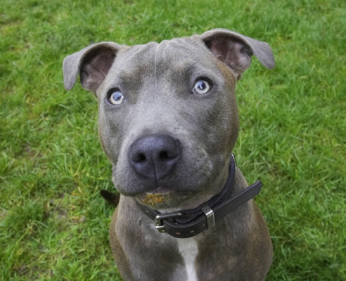 Am I asking nicely?
Keywords: Dog Dogs Domino Sky Staffordshire Bull Terrier Terriers