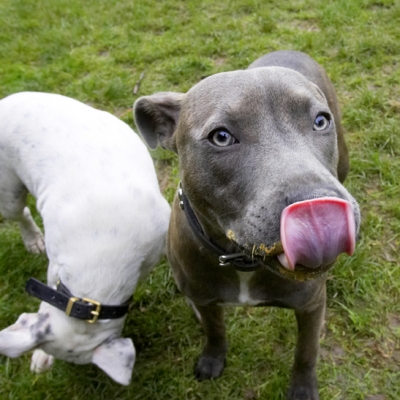 I need one this big to get all of it
Palabras clave: Dog Dogs Domino Peanut Butter Sky Staffordshire Bull Terrier Terriers Tongue