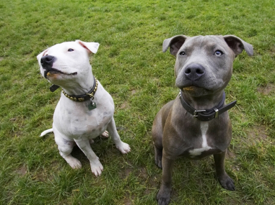 OK, we're ready for more
Ключевые слова: Dog Dogs Domino Sky Staffordshire Bull Terrier Terriers