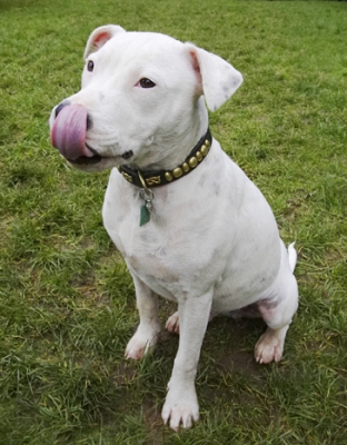 Have you ever seen me soooooooo quiet!
Keywords: Dog Dogs Domino Sky Staffordshire Bull Terrier Terriers Tongue