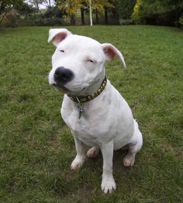 Blissssssssss
Mots-clés: Dog Dogs Domino Sky Staffordshire Bull Terrier Terriers