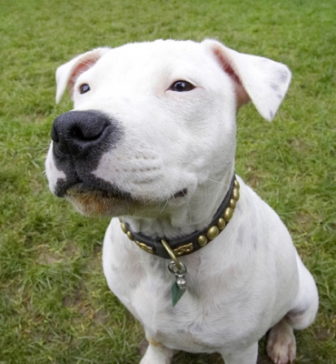 ..... please
Schlüsselwörter: Dog Dogs Domino Sky Staffordshire Bull Terrier Terriers