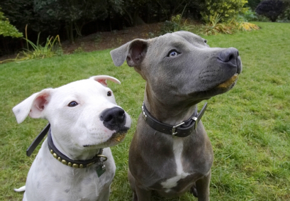 I know, we're just too cute
Keywords: Dog Dogs Domino Sky Staffordshire Bull Terrier Terriers