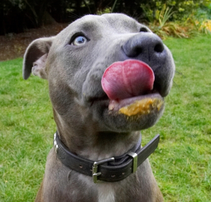 Lip smackin' good
Ključne besede: Dog Dogs Peanut Butter Sky Staffordshire Bull Terrier Terriers Tongue