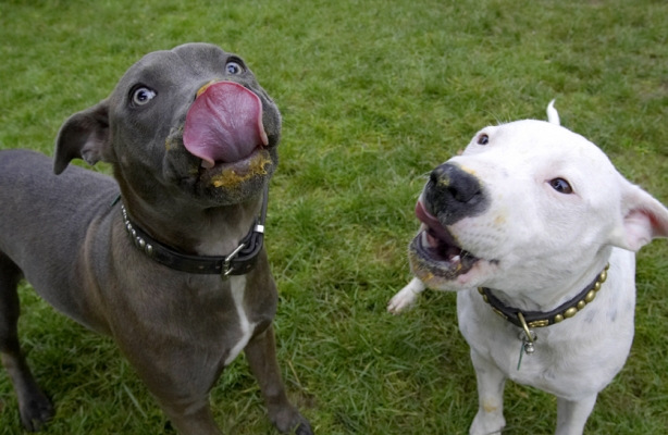 Keeping our eye on you in case there's more
Keywords: Dog Dogs Domino Sky Staffordshire Bull Terrier Terriers Tongue