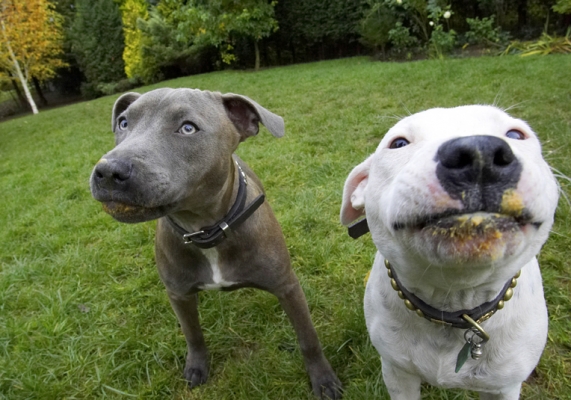 Go on, smile
Ключові слова: Dog Dogs Domino Sky Staffordshire Bull Terrier Terriers