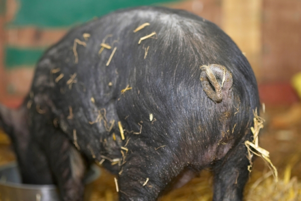 I'm too busy to look
Ključne besede: Berkshire Pig Piglet Piglets Pigs Tail