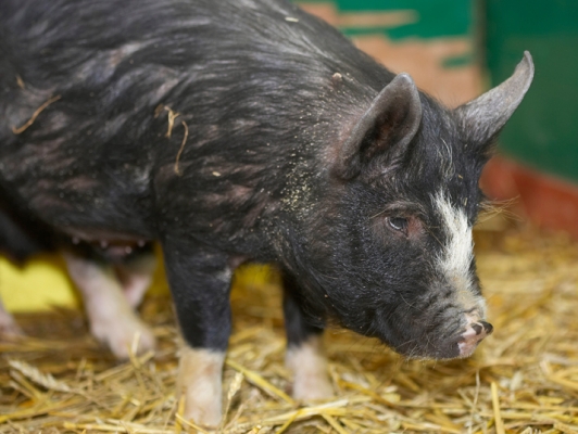 Where's the food
Keywords: Berkshire Pig Piglet Piglets Pigs
