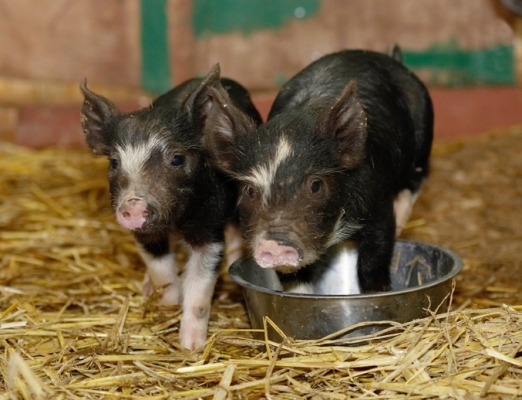 OK, where's the action
Keywords: Berkshire Pig Piglet Piglets Pigs
