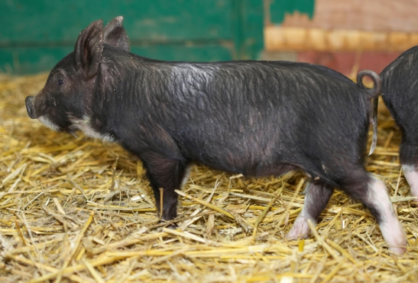 Gotta search for some more food
Keywords: Berkshire Pig Piglet Piglets Pigs