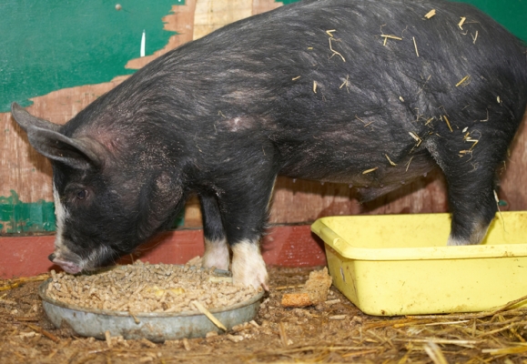 I've hit the bullseye
Λέξεις-κλειδιά: Berkshire Pig Piglet Piglets Pigs