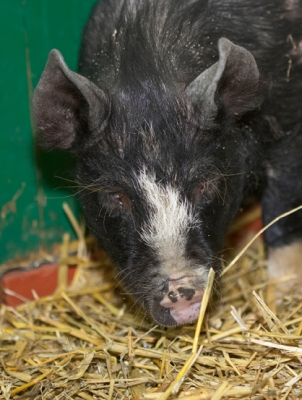 Any pickins in here
Ključne besede: Berkshire Pig Piglet Piglets Pigs