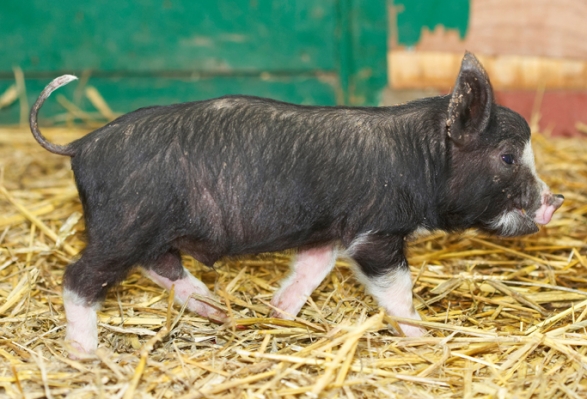Off exploring
Keywords: Berkshire Pig Piglet Piglets Pigs