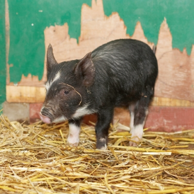 I didn't do it
Keywords: Berkshire Pig Piglet Piglets Pigs