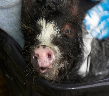 Oooh, yes, rub just there
Keywords: Berkshire Pig Piglet Piglets Pigs