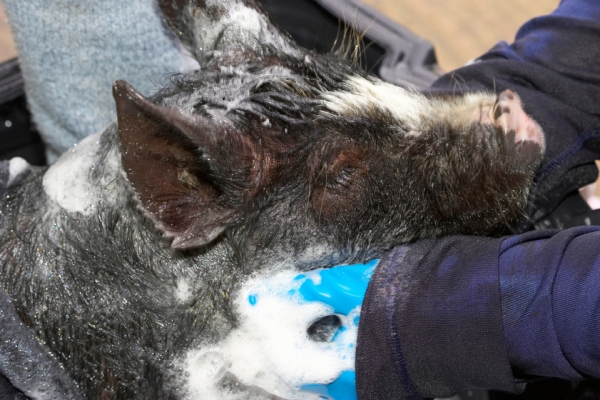 Don't forget behind the ears
Anahtar kelimeler: Berkshire Pig Piglet Piglets Pigs