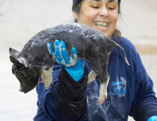 Hmmm, not many to the pound
Keywords: Berkshire Julie Pig Piglet Piglets Pigs