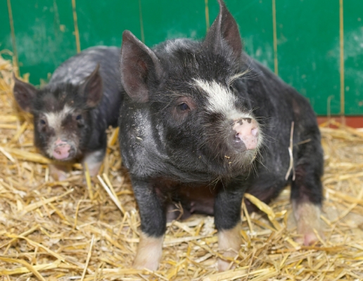 Hmmm, something smells good in here
Ключови думи: Berkshire Pig Piglet Piglets Pigs