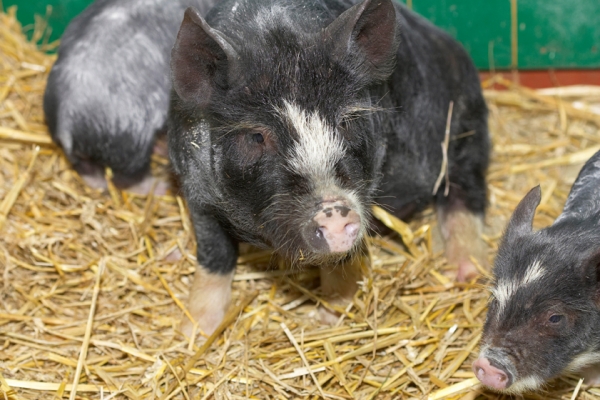 Hey, you smell good.  Had a bath recently?
Mots-clés: Berkshire Pig Piglet Piglets Pigs