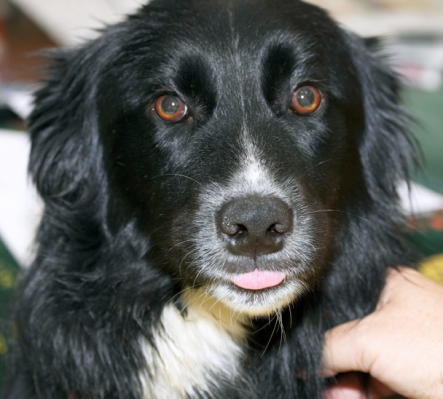 That's what I think
Schlüsselwörter: Barney Border Collie Collies Dog Dogs Tongue