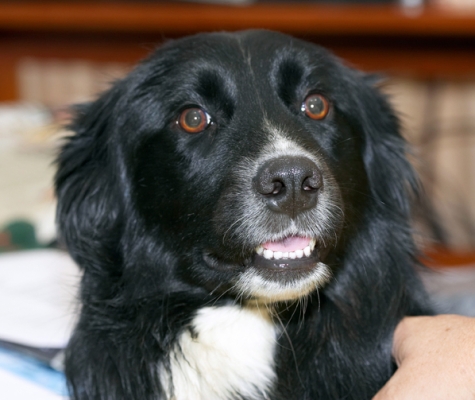 Do I look appealing?
Klíčová slova: Barney Border Collie Collies Dog Dogs Tongue