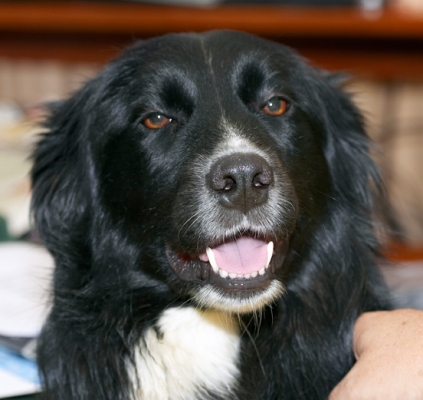 Is it time for a nap?
Mots-clés: Barney Border Collie Collies Dog Dogs Tongue