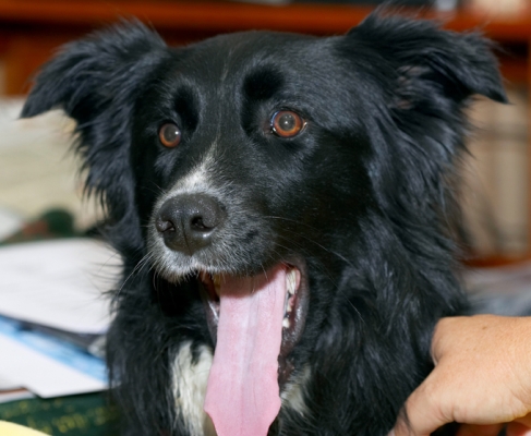 Bright eyed and .........
Palabras Clave: Barney Border Collie Collies Dog Dogs Tongue