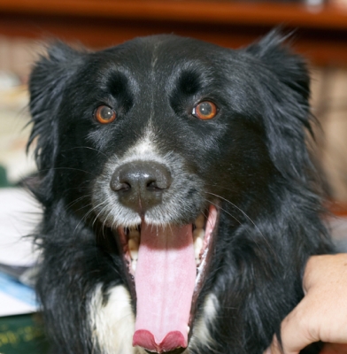 Cheeeeeeeeeeese
Keywords: Barney Border Collie Collies Dog Dogs Tongue