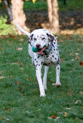 Another great catch
Keywords: Cookie Dalmatian Dog Dogs