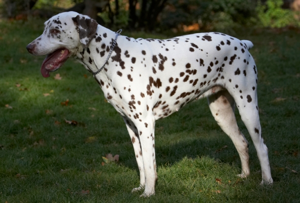 Jus' taking a breather
Anahtar kelimeler: Cookie Dalmatian Dog Dogs Tongue