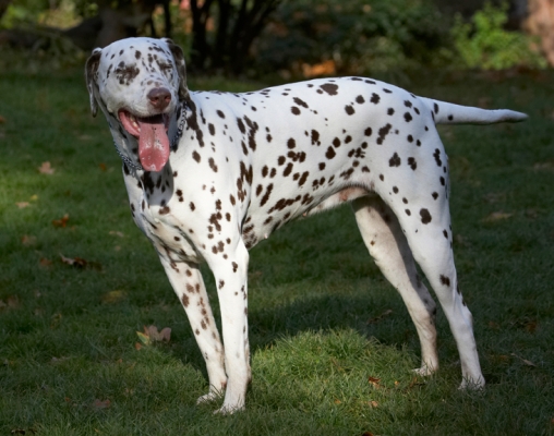 I'm pooped
Klíčová slova: Cookie Dalmatian Dog Dogs Tongue