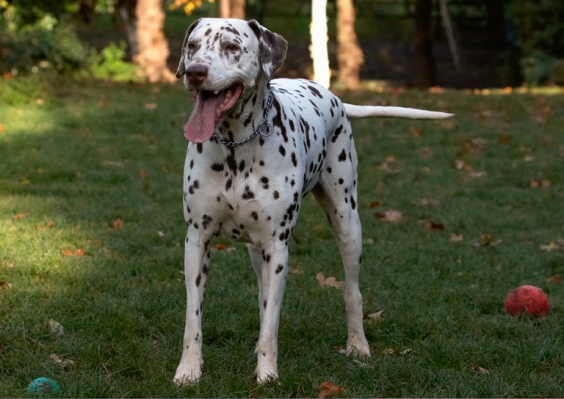 Still getting my breath back
Keywords: Cookie Dalmatian Dog Dogs Tongue