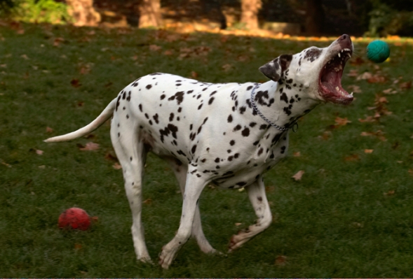 Here comes another great catch
Palabras clave: Cookie Dalmatian Dog Dogs Tongue
