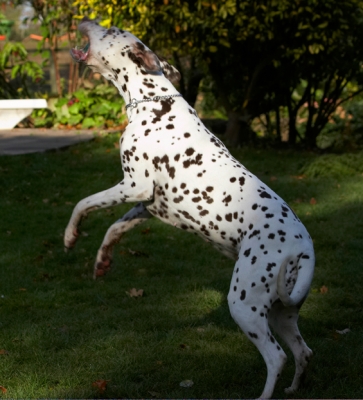 No ball's too high
Ključne besede: Cookie Dalmatian Dog Dogs Tongue