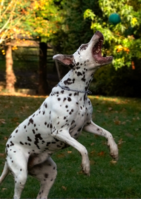 Gosh, I'm good at this
Λέξεις-κλειδιά: Cookie Dalmatian Dog Dogs Tongue