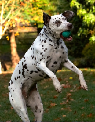 Another bullseye
Palabras clave: Cookie Dalmatian Dog Dogs Tongue