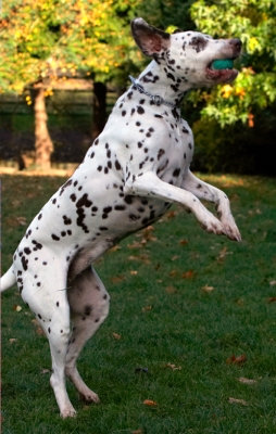 I'm just toooooooo good
Ключові слова: Cookie Dalmatian Dog Dogs Tongue