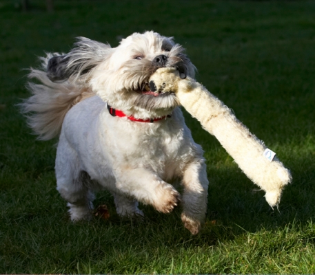 This isn't as easy as it looks, you know
Avainsanat: Dog Dogs Lhaso Apso Monty Trigger