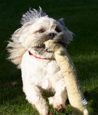 Oh, no, it's dragging
Anahtar kelimeler: Dog Dogs Lhaso Apso Monty Trigger