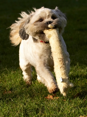 Now I've got a tiger by the tail
Anahtar kelimeler: Dog Dogs Lhaso Apso Monty Trigger