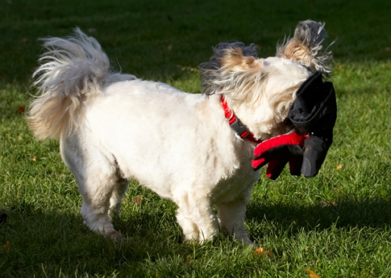 Now I can't see where I'm goin'
Palabras clave: Dog Dogs Lhaso Apso Monty Trigger