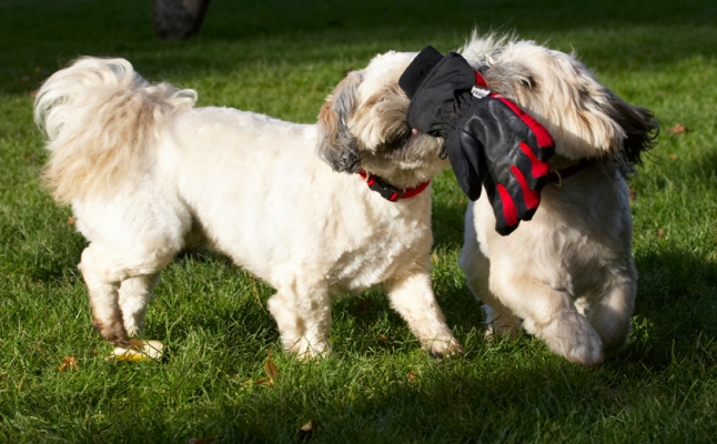 C'mon, share
Keywords: Dog Dogs Lhaso Apso Monty Trigger