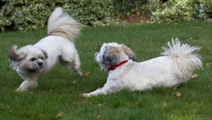Time to play
Palabras clave: Dog Dogs Lhaso Apso Monty Trigger