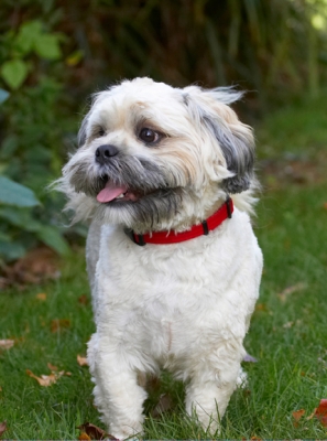 So, what's happenin' now
Keywords: Dog Dogs Lhaso Apso Monty Tongue Trigger